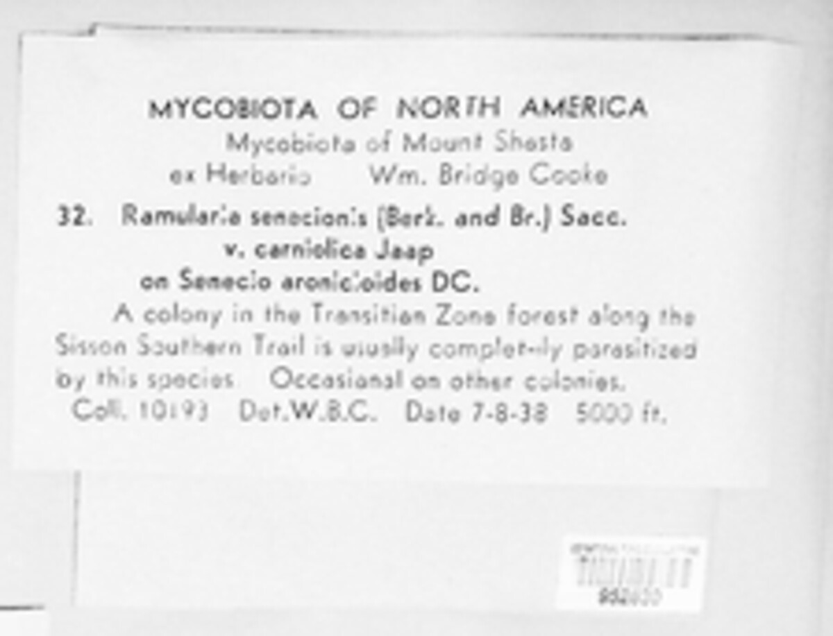 Ramularia senecionis image